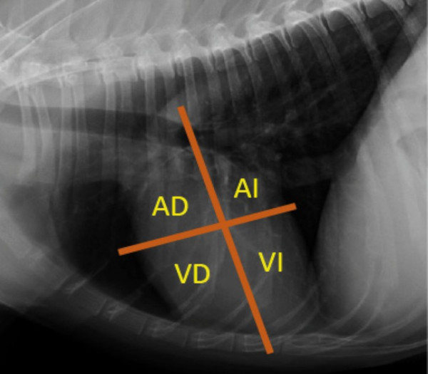 Cardiologia ClinicaVeterinariaCruzAzul