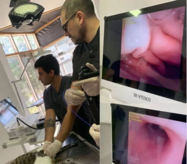 Endoscopia ClinicaVeterinariaCruzAzul
