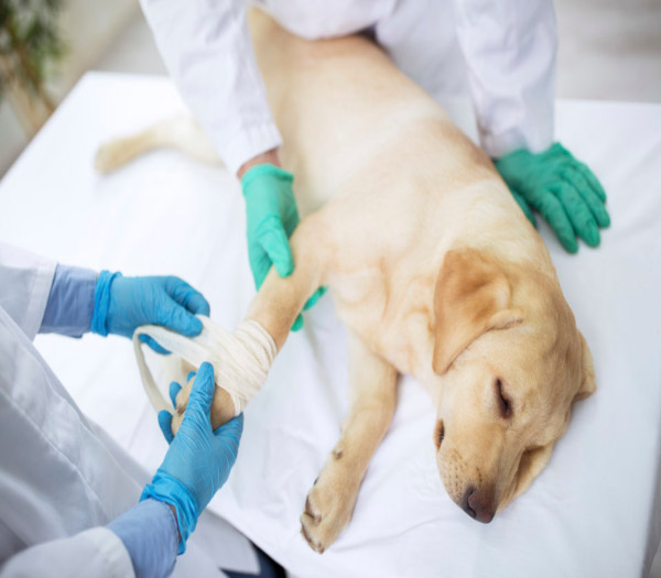 Hospitalizacion ClinicaVeterinariaCruzAzul