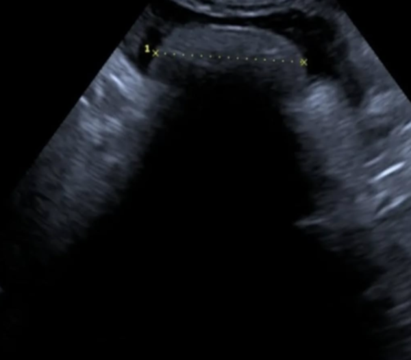 Imagenología ClinicaVeterinariaCruzAzul