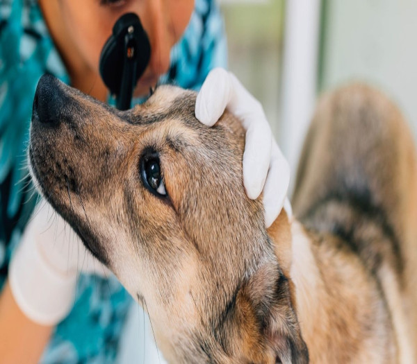 Oftalmología ClinicaVeterinariaCruzAzul