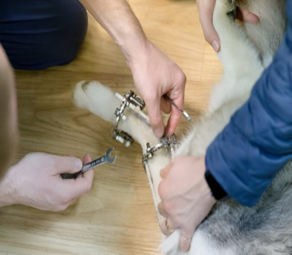 Traumatología ClinicaVeterinariaCruzAzul